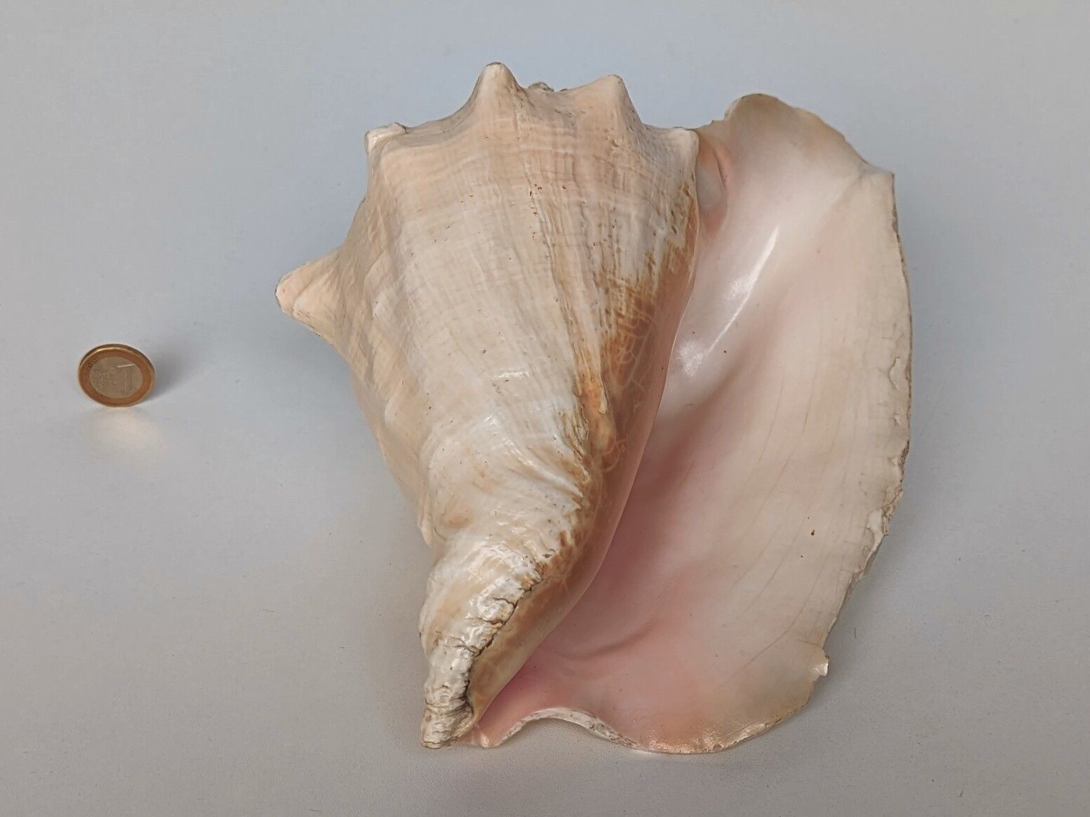 Pink shell, conch, stombus gigas, pink conch