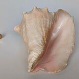 Pink shell, conch, stombus gigas, pink conch