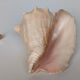 Pink shell, conch, stombus gigas, pink conch