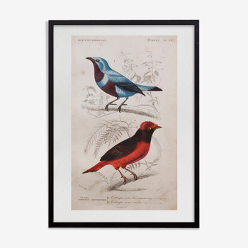 Lithographie gravure oiseaux exotiques vintage