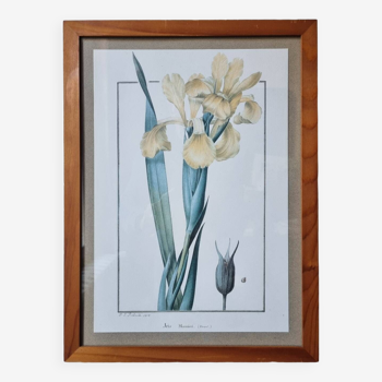 Iris botanical board