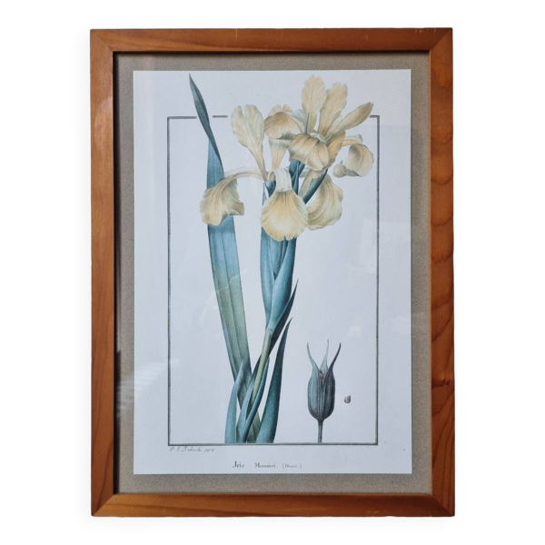 Planche botanique iris