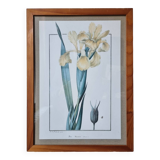 Iris botanical board