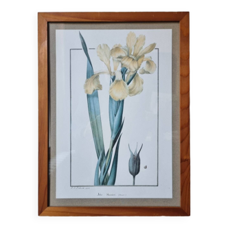 Iris botanical board