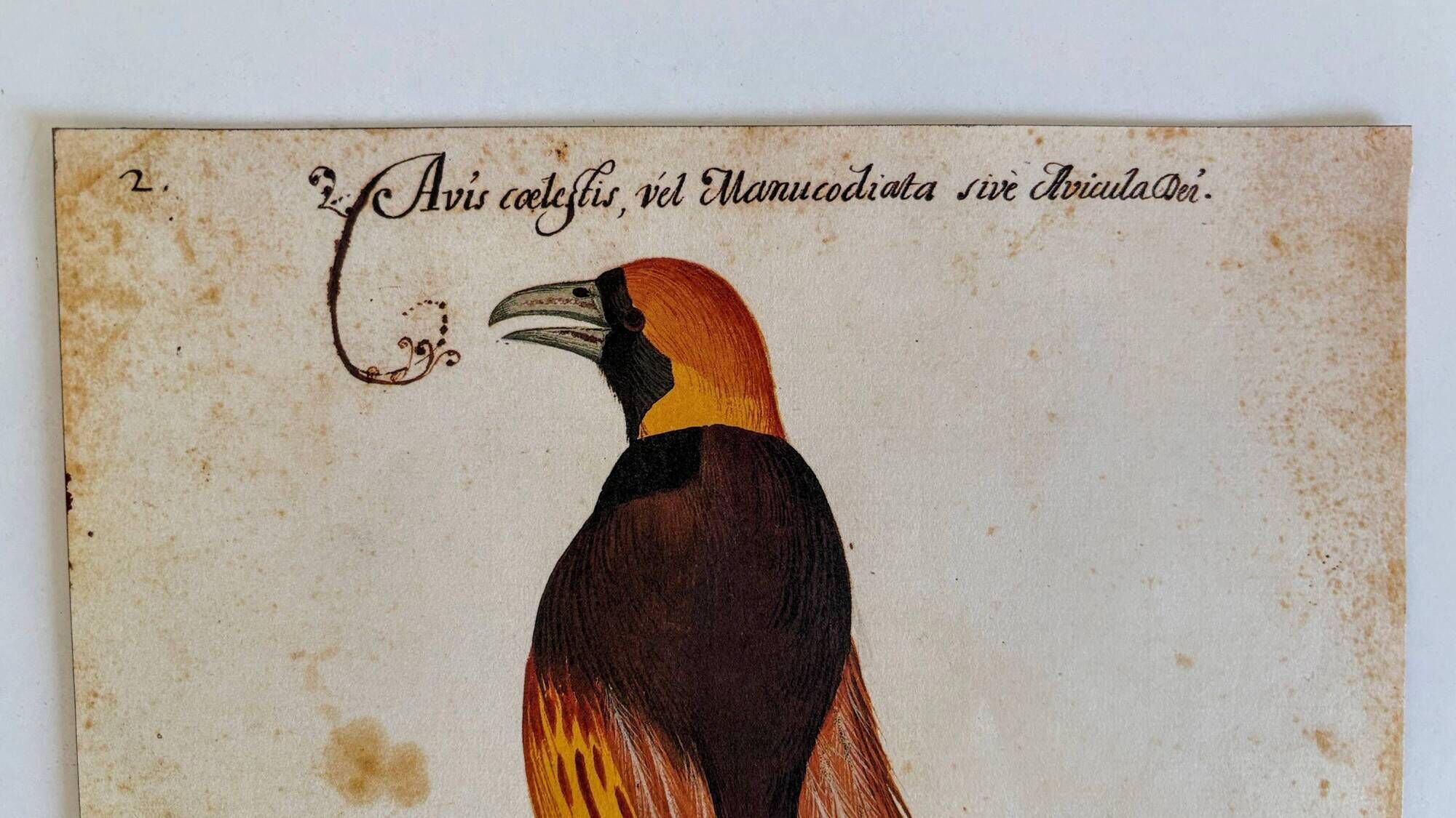 Impressions of the natural history of the Renaissance, pair of facsimiles of the Codex Pomar, 1990s.