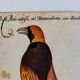 Impressions of the natural history of the Renaissance, pair of facsimiles of the Codex Pomar, 1990s.