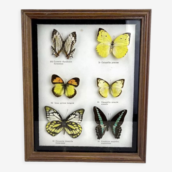 Butterflies stuffed under frame