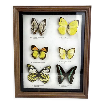Papillons naturalisés sous cadre
