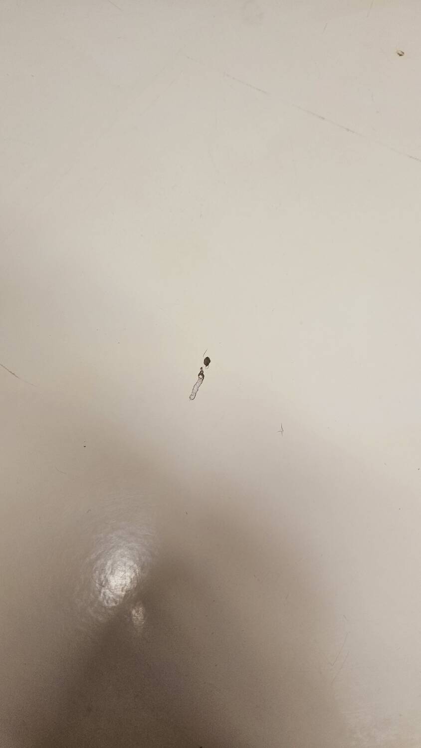 Ilse Möbel coffee table from the 1960s.