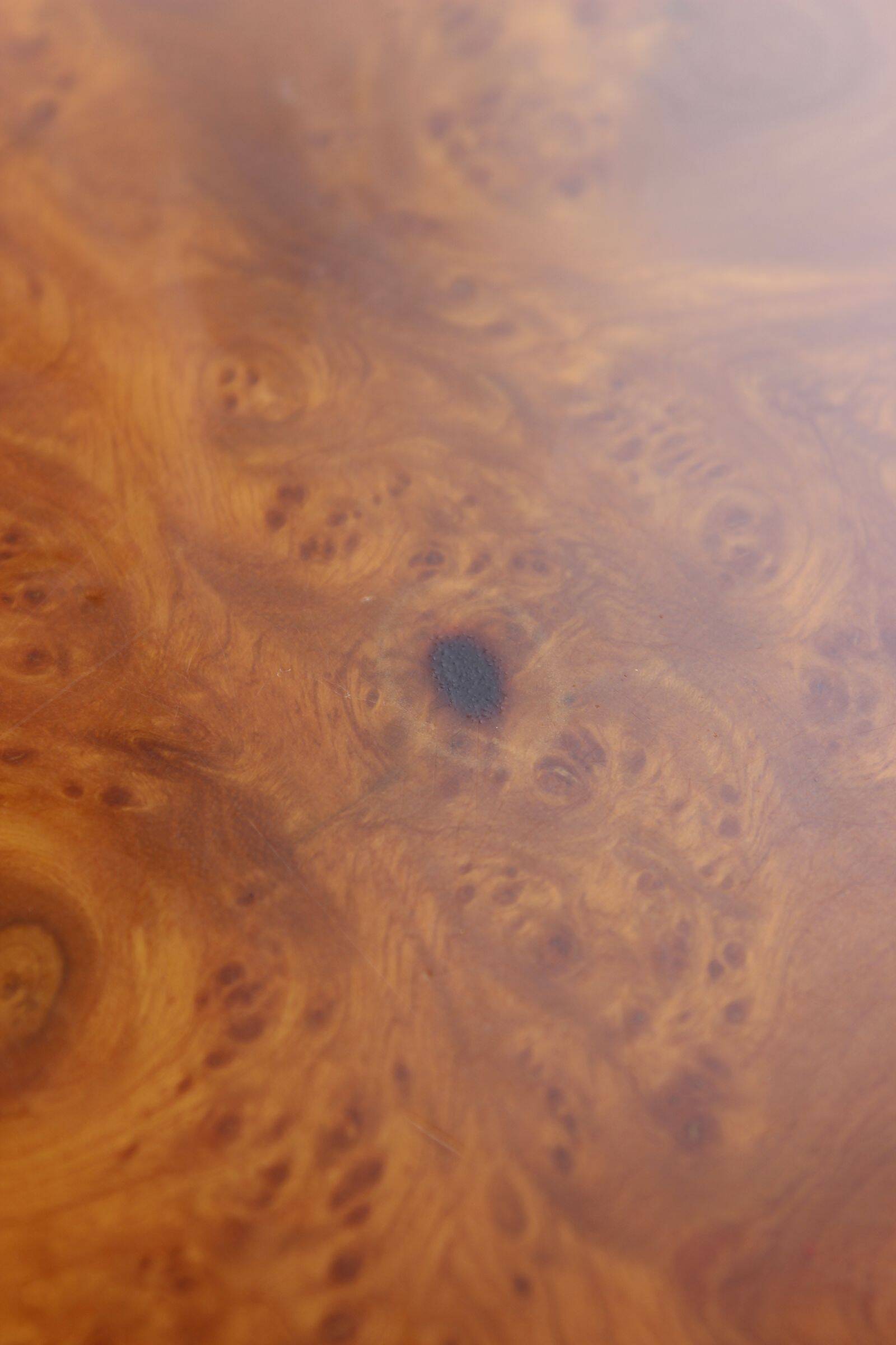 50s modernist coffee table in elm burl veneer