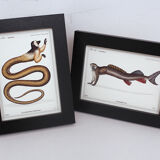 Set of 2 framed chimera lithograph animal engraving