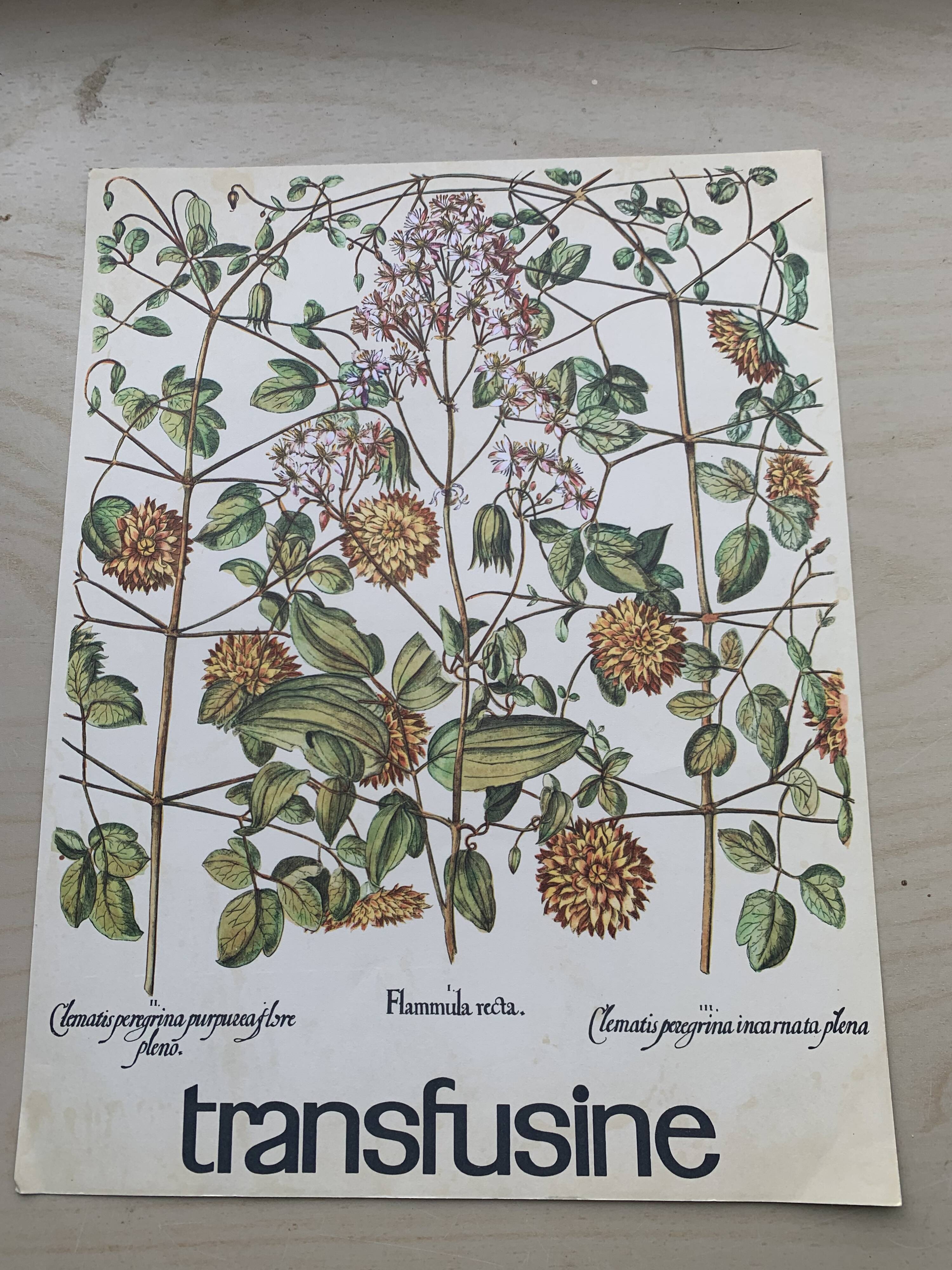 Set of two vintage medical herbarium posters advertising transfusion