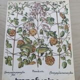 Set of two vintage medical herbarium posters advertising transfusion