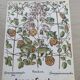 Set of two vintage medical herbarium posters advertising transfusion