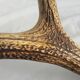 Deer antlers