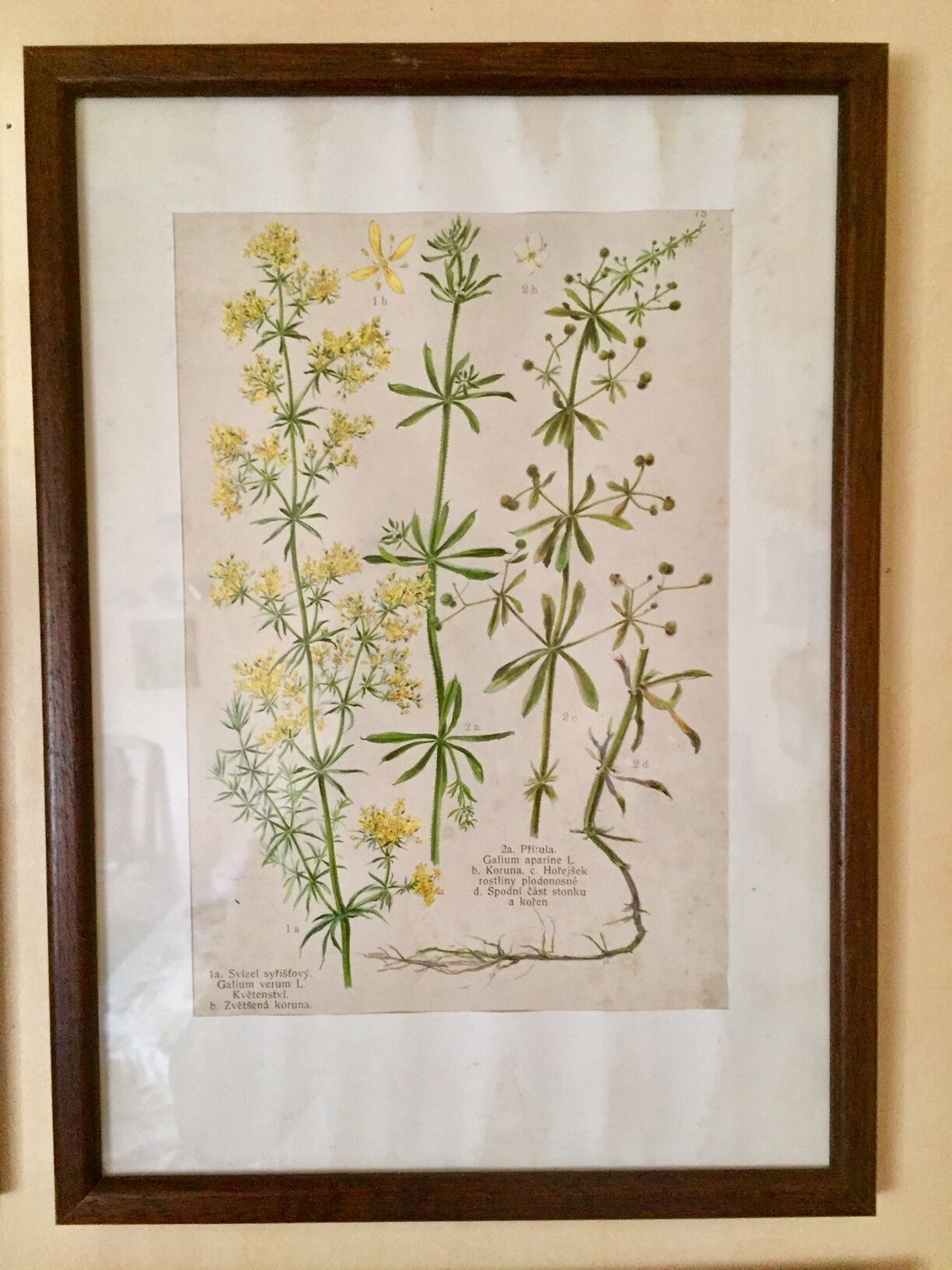 Set of 4 framed botanical posters