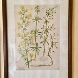 Set of 4 framed botanical posters