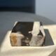 Symmetrical multicolored petrified wood soap dish