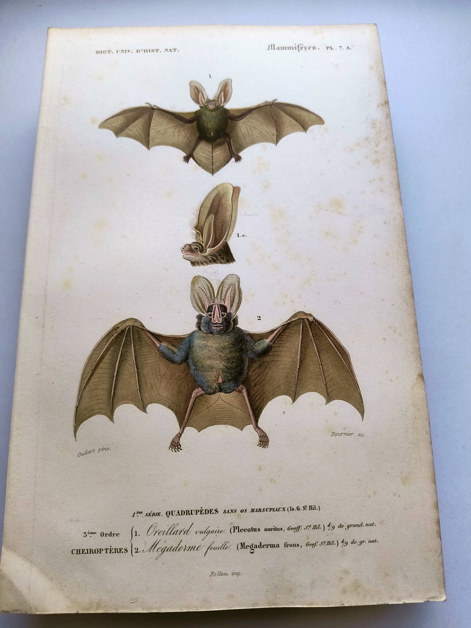 Antique engraving from 1849. Bat by PL Oudart. Hand-colored.