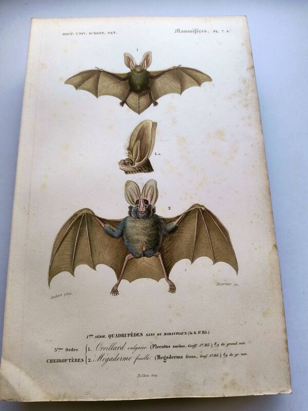 Gravure ancienne de 1849. Chauve-Souris de P.L. Oudart. Colorié à la main