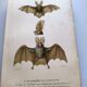 Antique engraving from 1849. Bat by PL Oudart. Hand-colored.