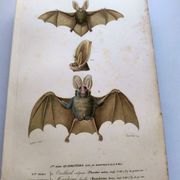 Antique engraving from 1849. Bat by PL Oudart. Hand-colored.