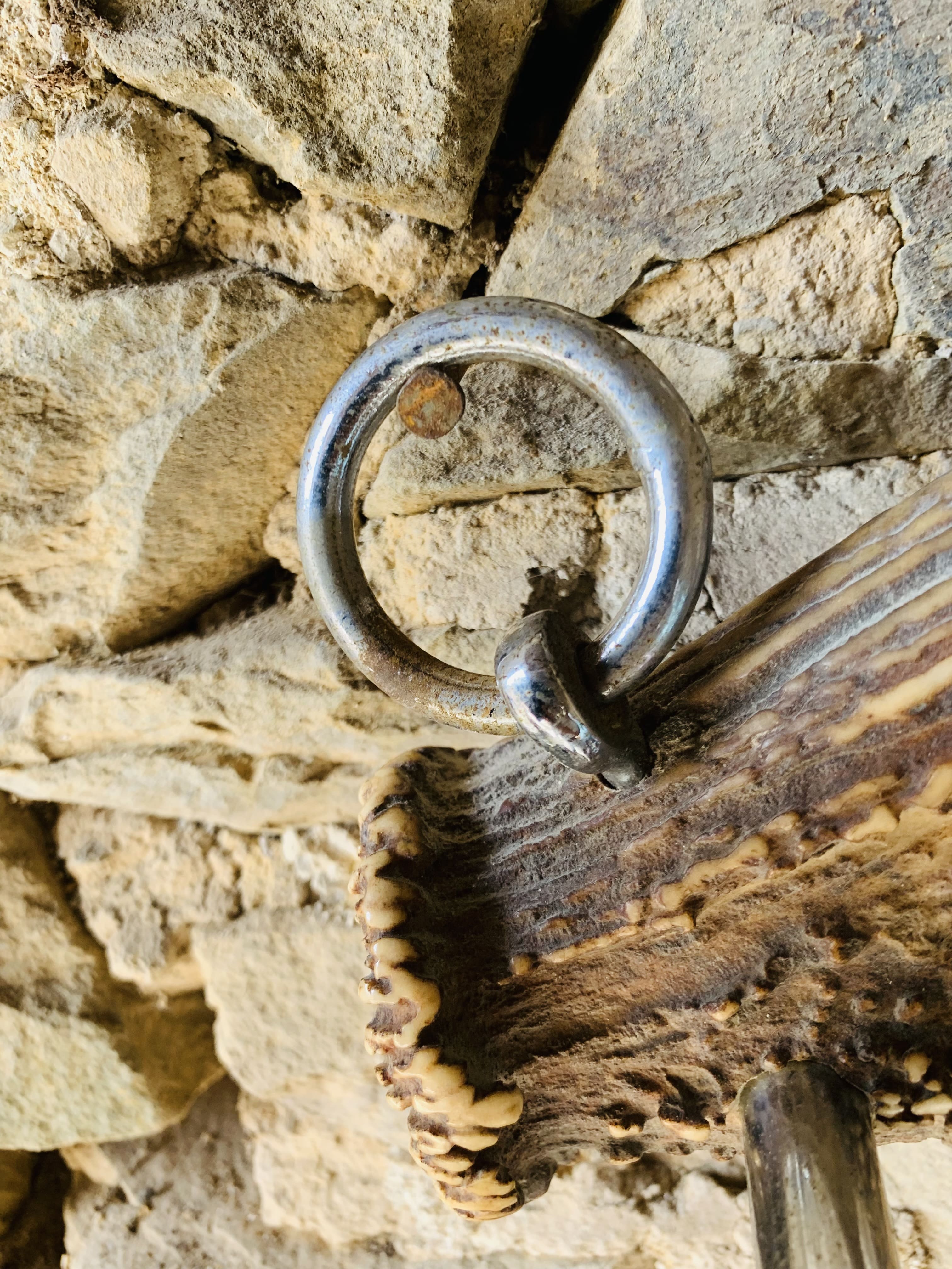 Deer antler coat rack 3 hooks