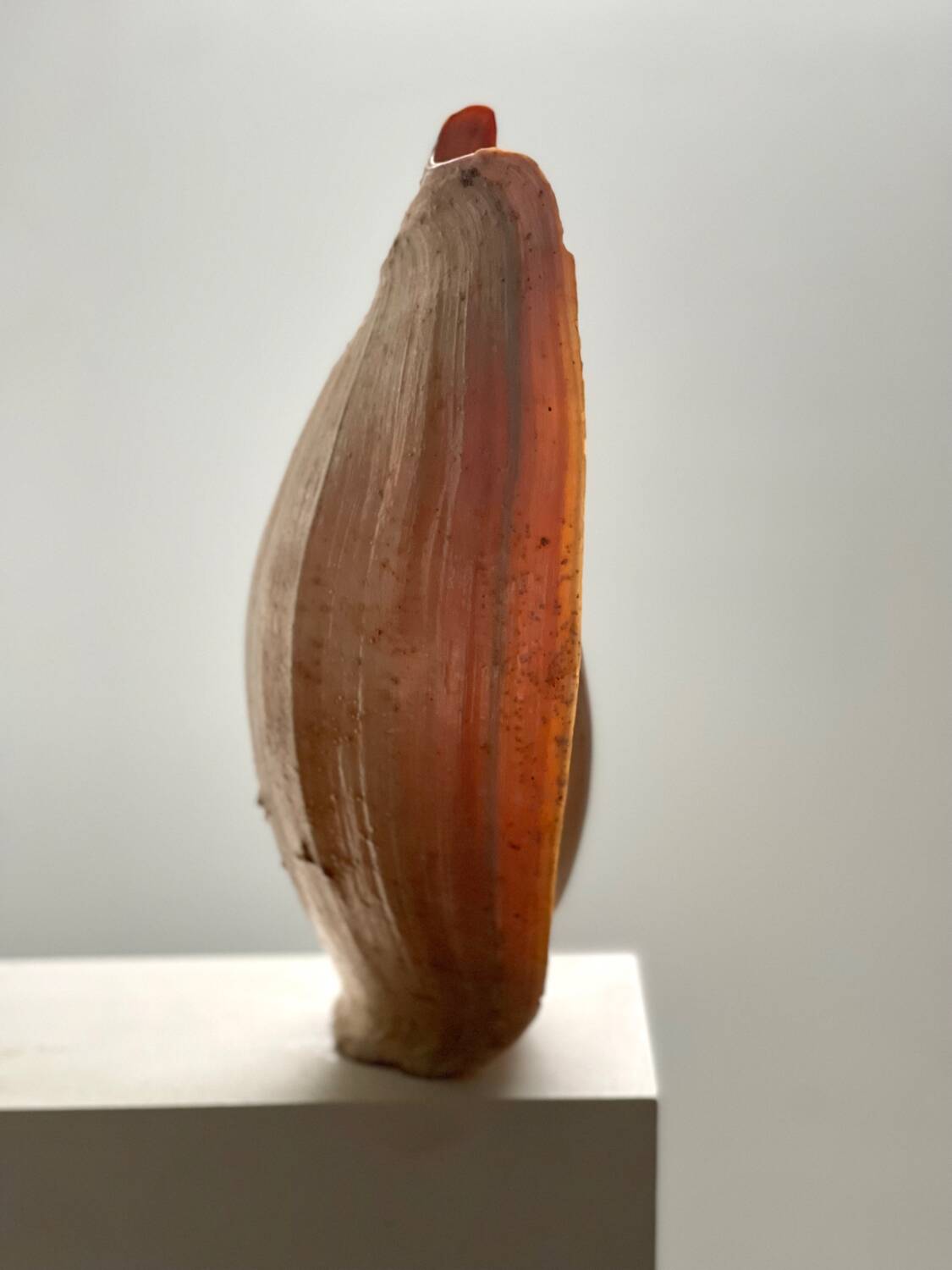 Large Melo Amphora seashell.