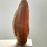 Large Melo Amphora seashell.