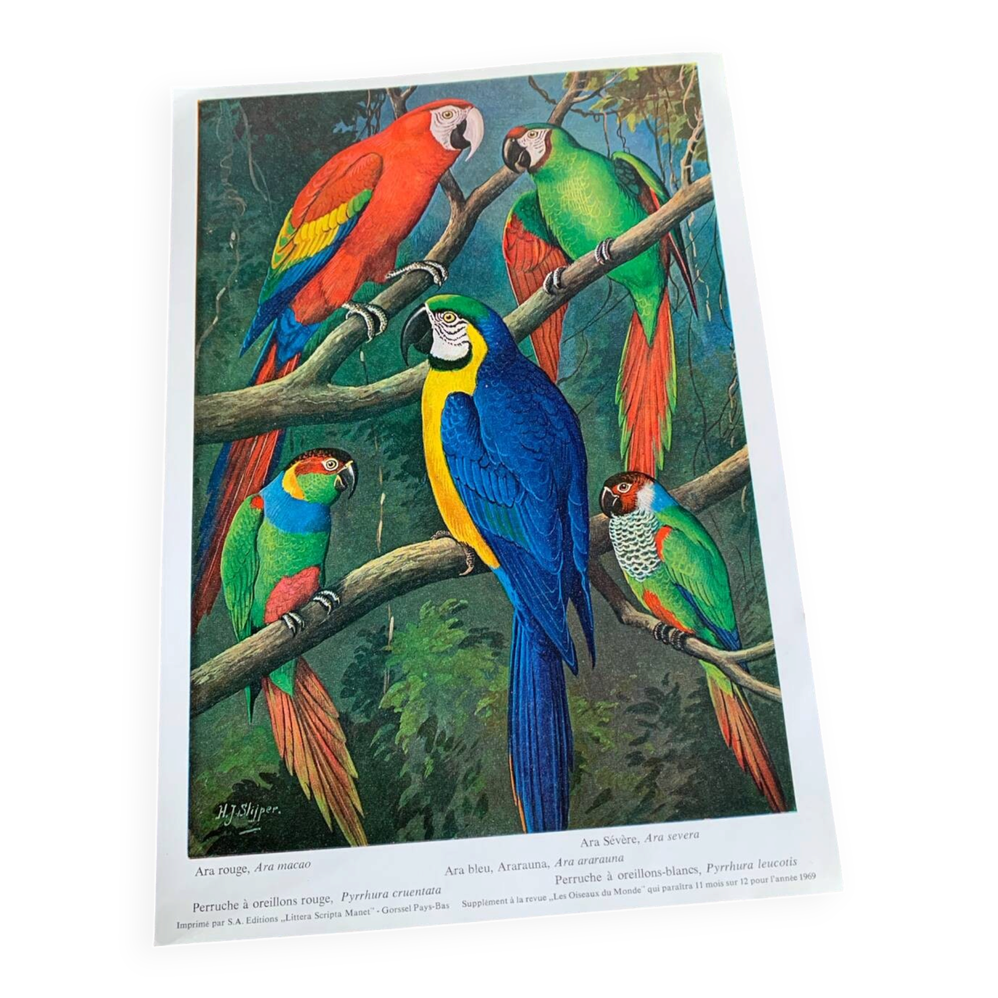 Affichette "Les Oiseaux du Monde" - 1969