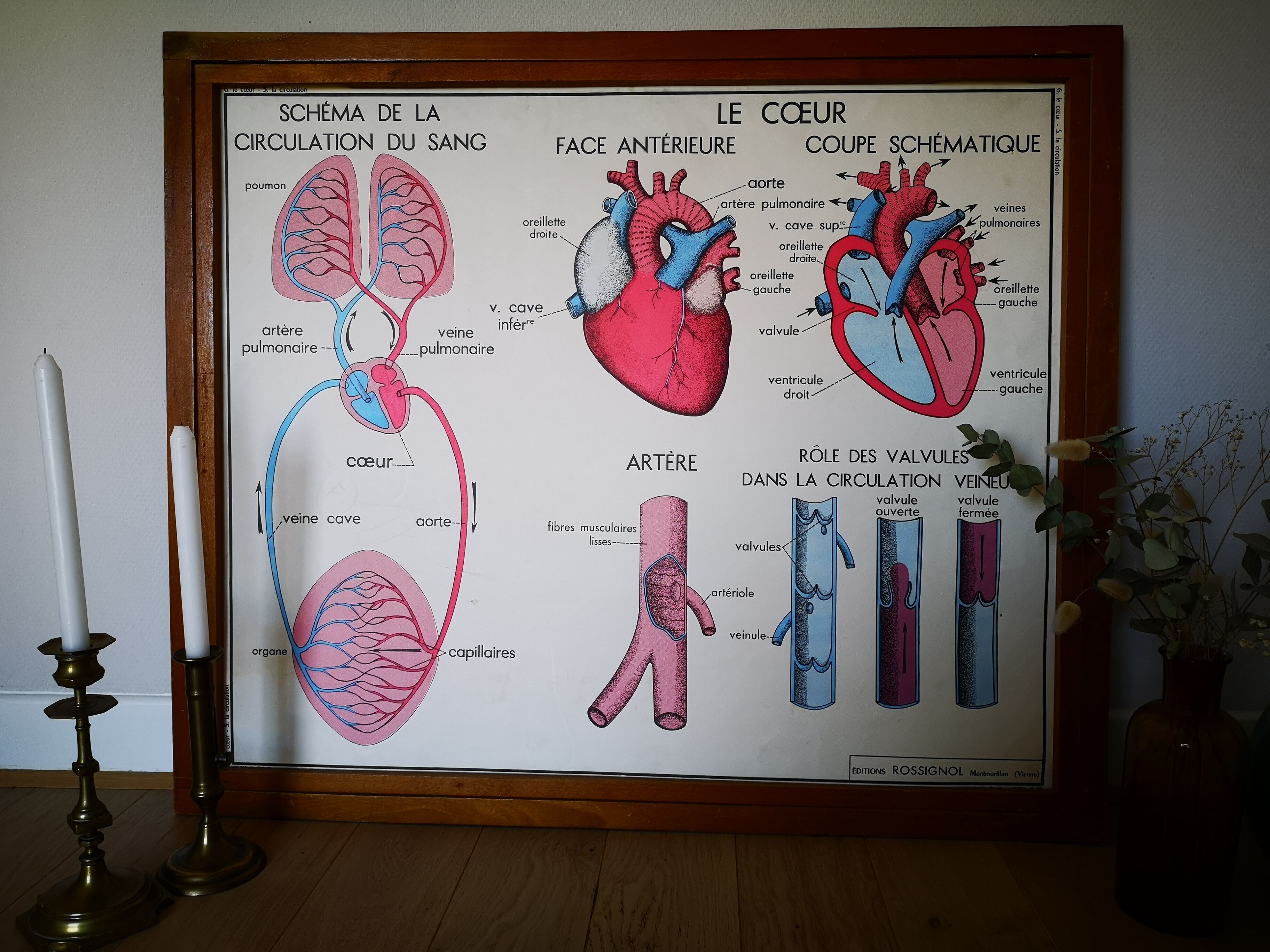 Ancienne affiche scolaire vintage Rossignol anatomie médecine