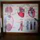 Ancienne affiche scolaire vintage Rossignol anatomie médecine