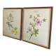 Affiches botaniques