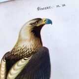 Antique print from 1849. Imperial Eagle by E. Travies. Engraving by Orbigny.