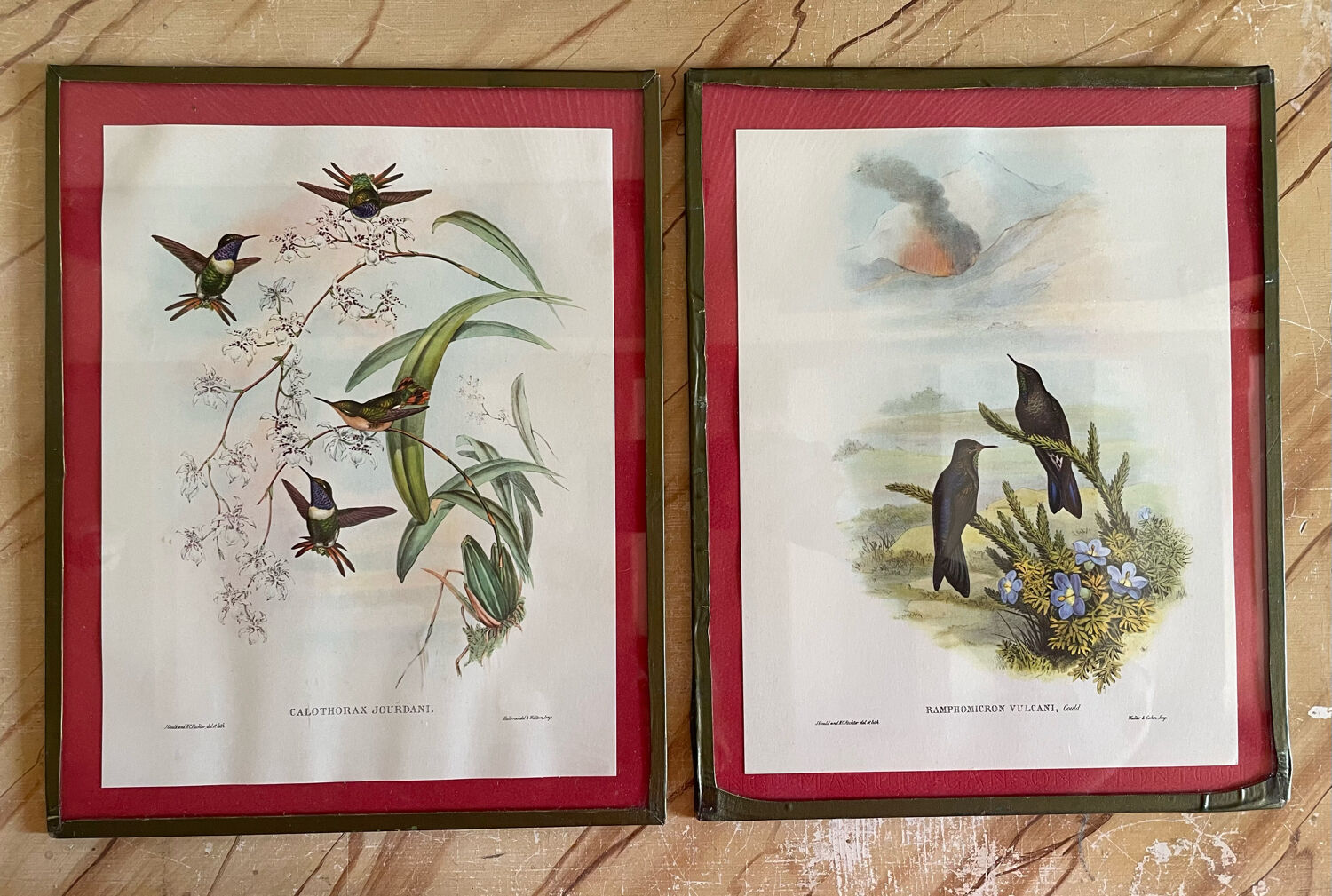 Old bird frames J. Gould and HC. Richter