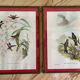 Old bird frames J. Gould and HC. Richter