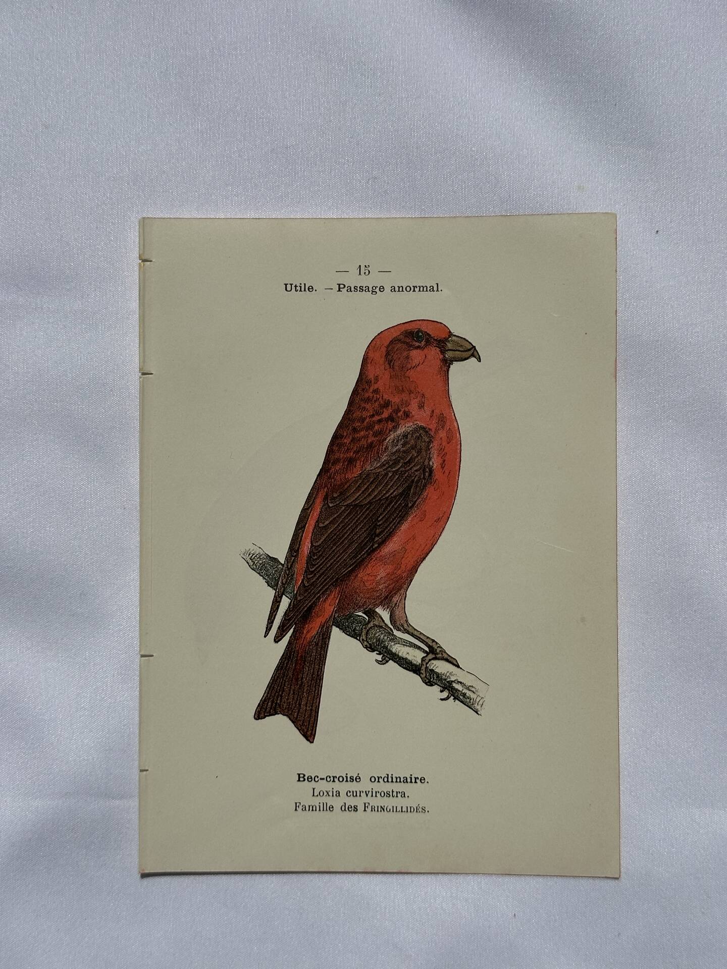 Botanical Plate Engraving of Birds, Naturalist, 19th Century, Double-sided A