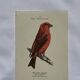 Botanical Plate Engraving of Birds, Naturalist, 19th Century, Double-sided A