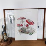Botanical plates