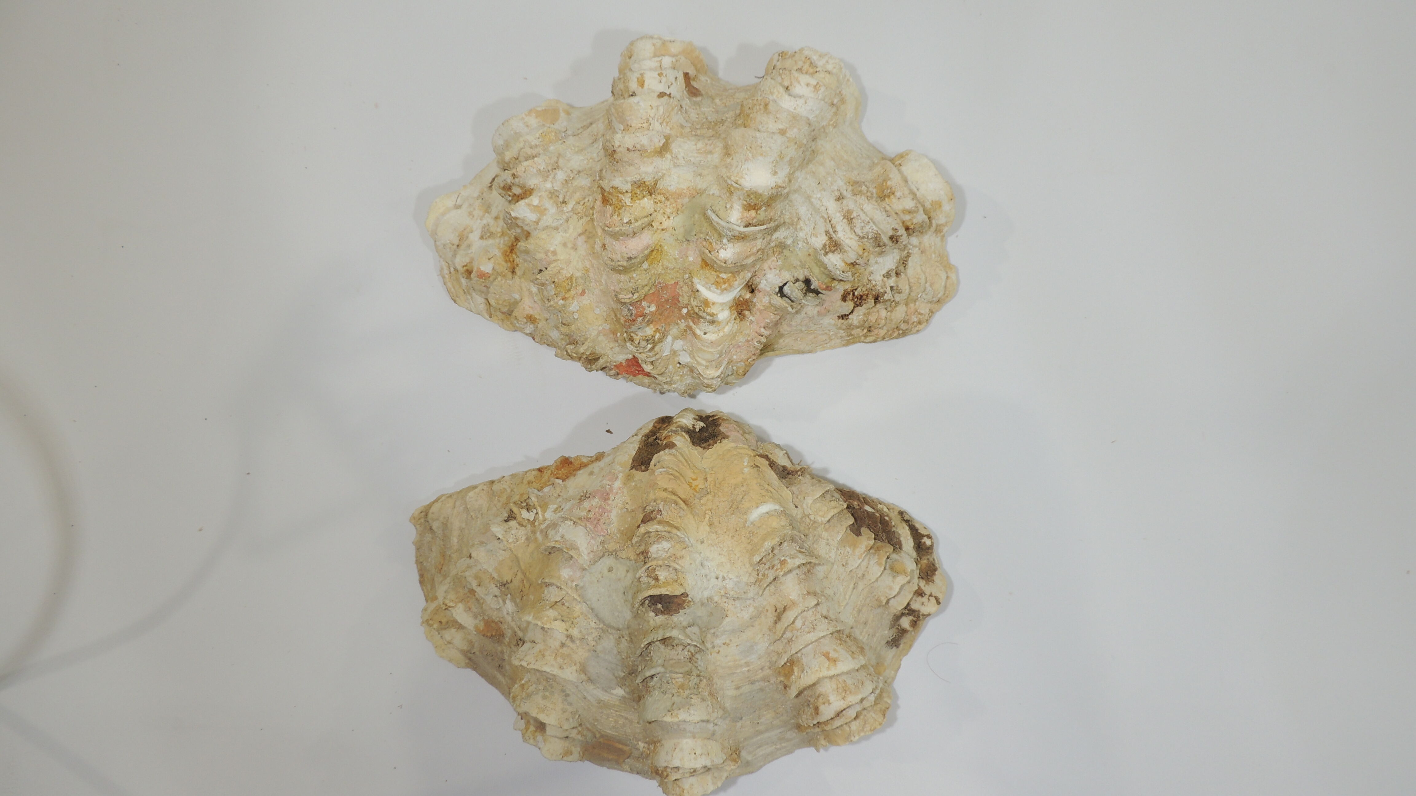 Clamshell geant/clam/Collectible shell/aquarium