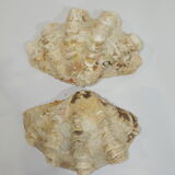 Clamshell geant/clam/Collectible shell/aquarium