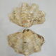 Clamshell geant/clam/Collectible shell/aquarium