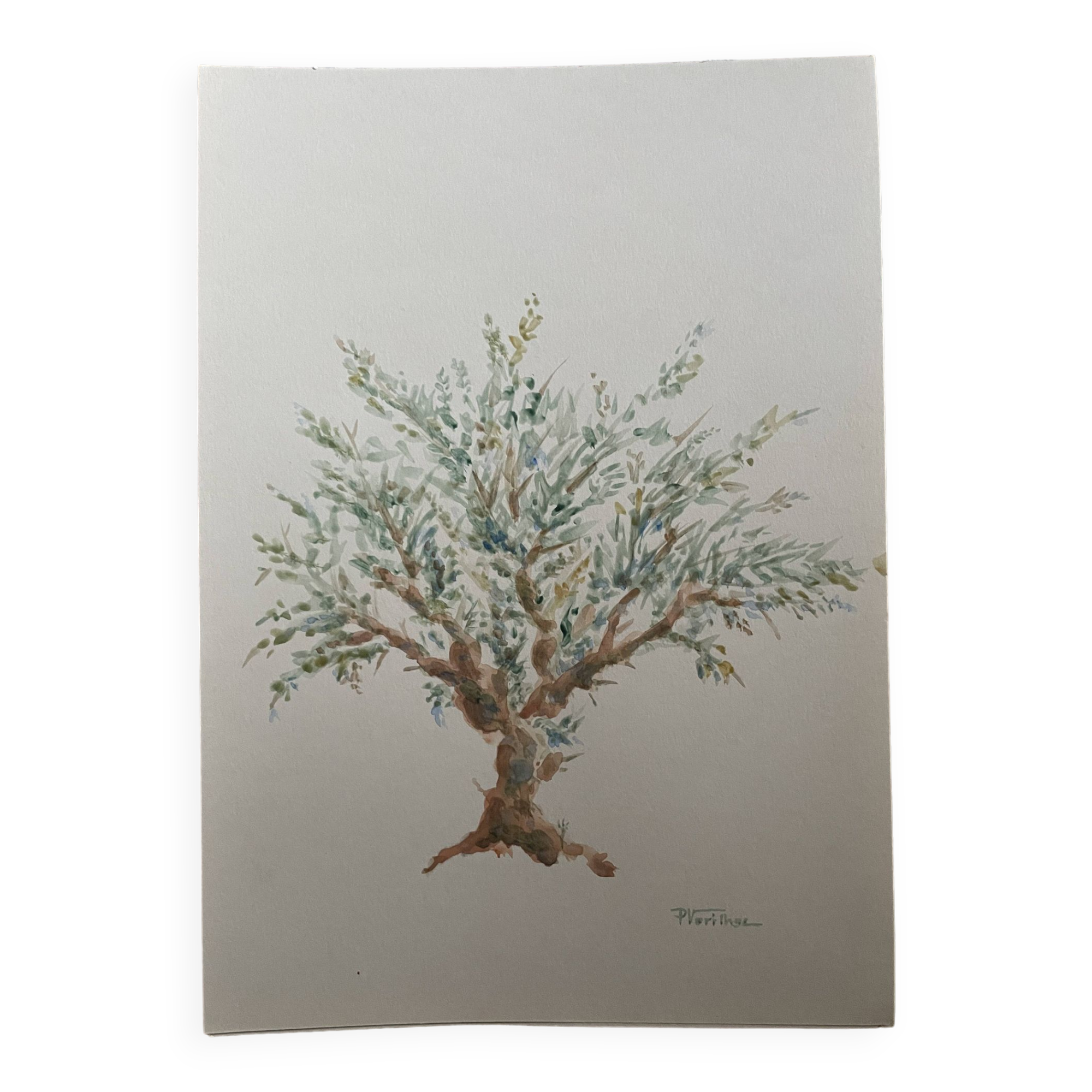 Painting signed watercolor Provençal landscape “the olive tree”