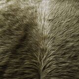 Original Daybed PJ-L-12-A by Pierre Jeanneret for Chandigarh Project, 1950s