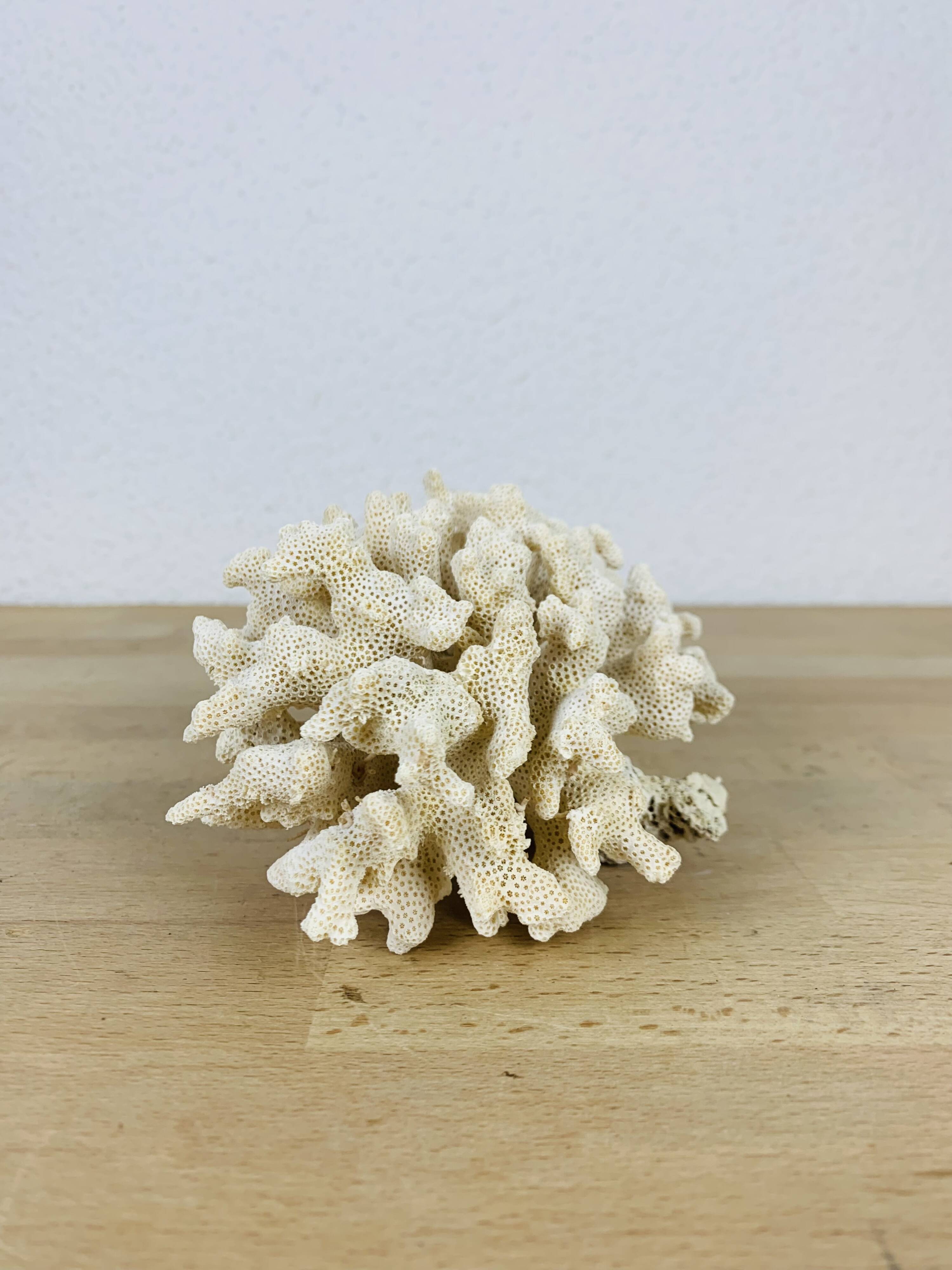 Old white coral 14 cm