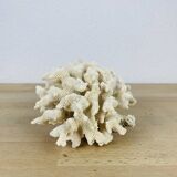 Old white coral 14 cm