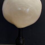 Cabinet of Curiosities codakia tigerina shell on base