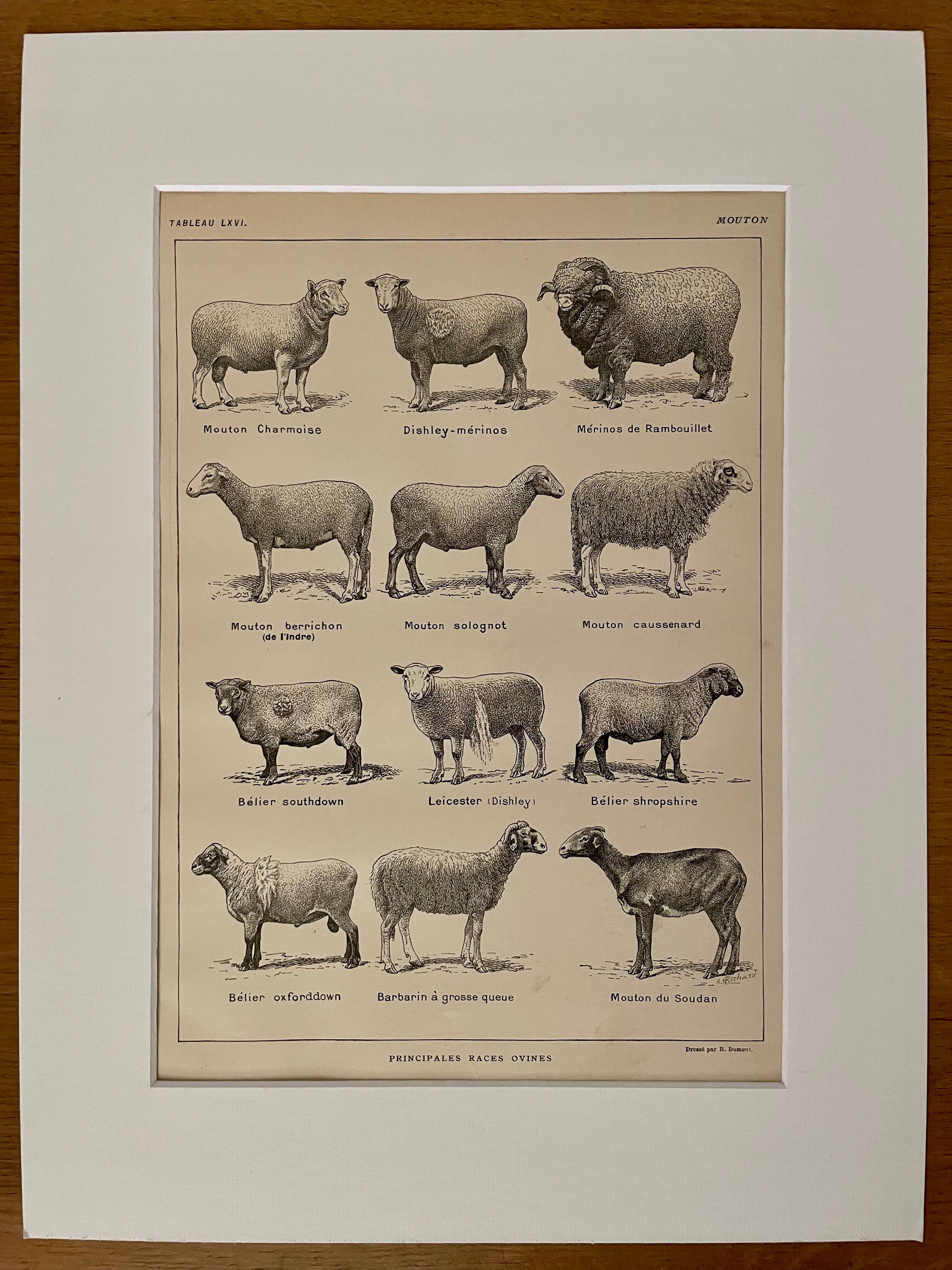 Lithograph on sheep from 1921