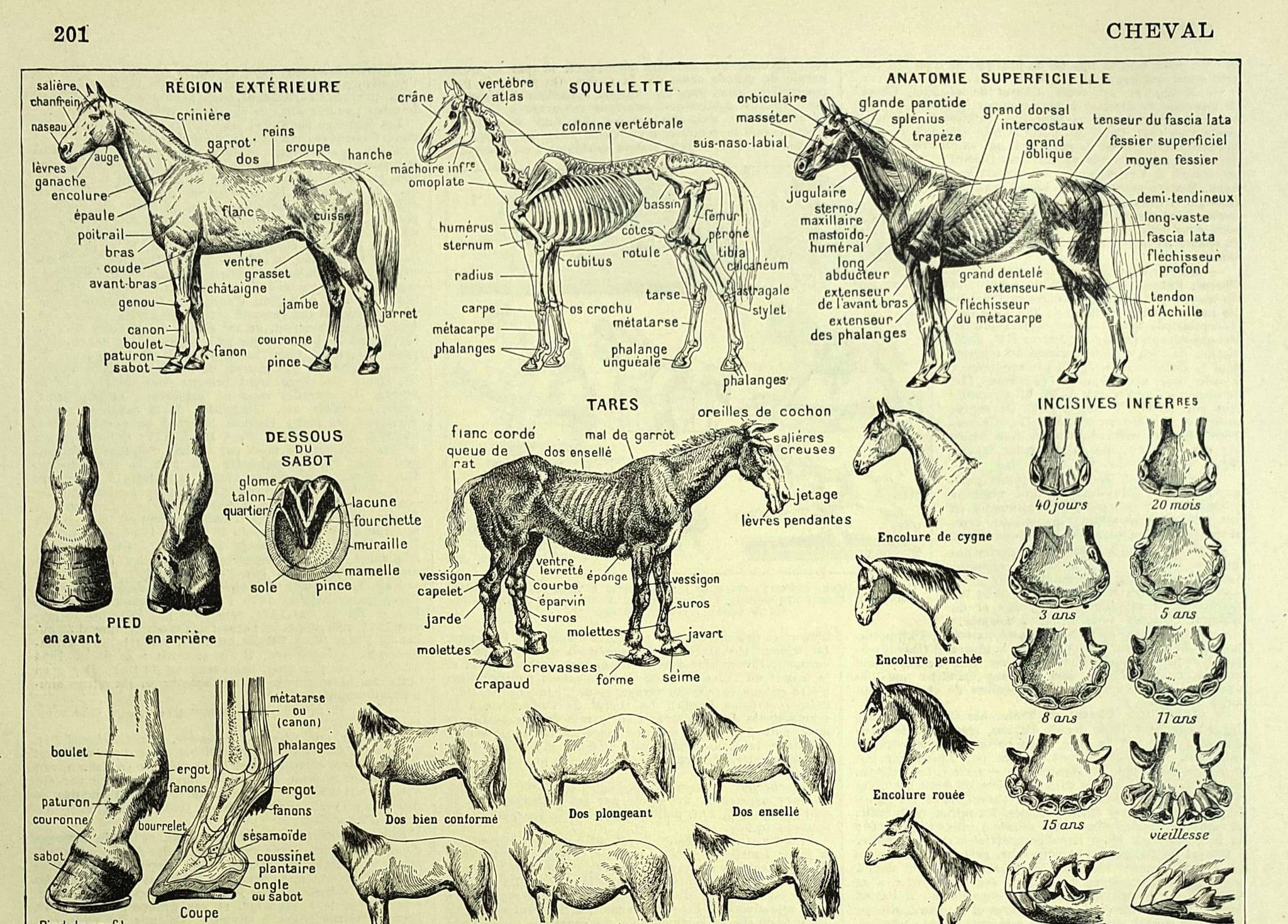 Engraving from 1928 - Horse by A. Millot - old equestrian plate