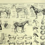 Engraving from 1928 - Horse by A. Millot - old equestrian plate